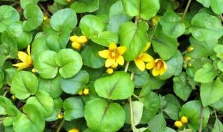 治疗肝炎需要多少钱 治疗肝炎需要多少钱