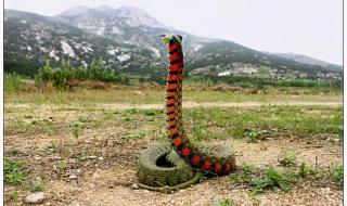 野鸡脖子蛇 野鸡脖子蛇