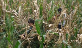 女朋友掰玉米是什么梗