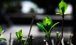 表示春天的词语 关于描写春天的词语