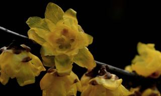 成都非物质文化遗产有哪些 非物质文化遗产公园